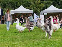 Agrandir l'image (fenêtre modale)