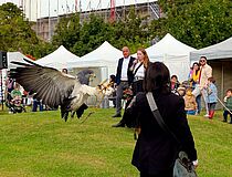 Agrandir l'image (fenêtre modale)